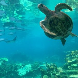 Meet your Posher, Carrera